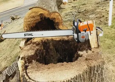 A stump before grinding in Hays County, TX