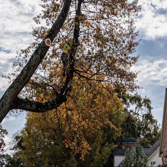A tree pruning in Hays County, TX
