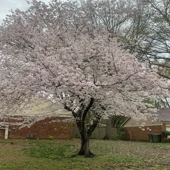 A tree before pruning in Travis County, TX